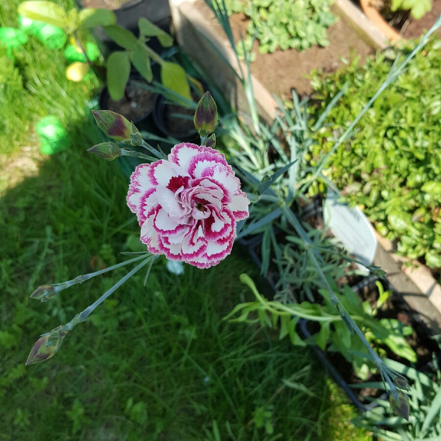 Plant image Dianthus plumarius 'Gran's Favourite'