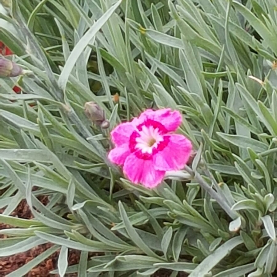 Dwarf Pink 'Pixie Star'