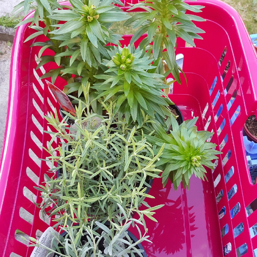 Daniel's garden
