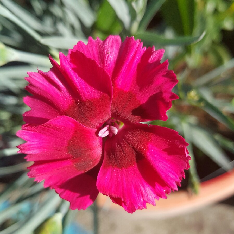 Pink 'Cosmopolitan'