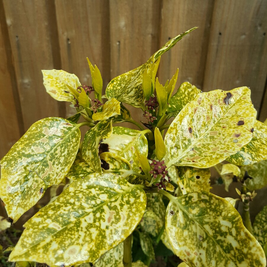Plant image Aucuba japonica Variegata