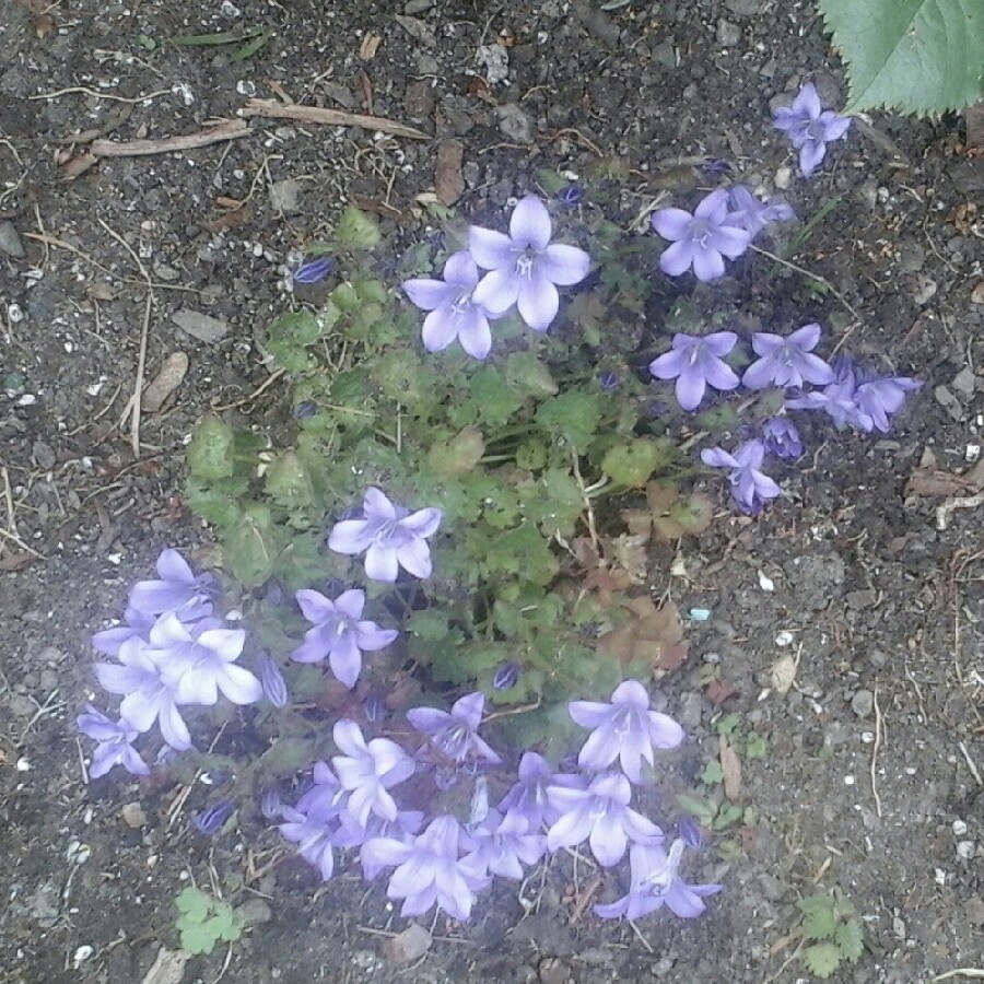 Plant image Campanula portenschlagiana 'Blue Sky'