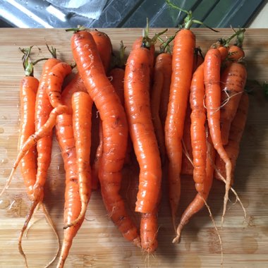 Daucus carota subsp. sativus 'Autumn King'