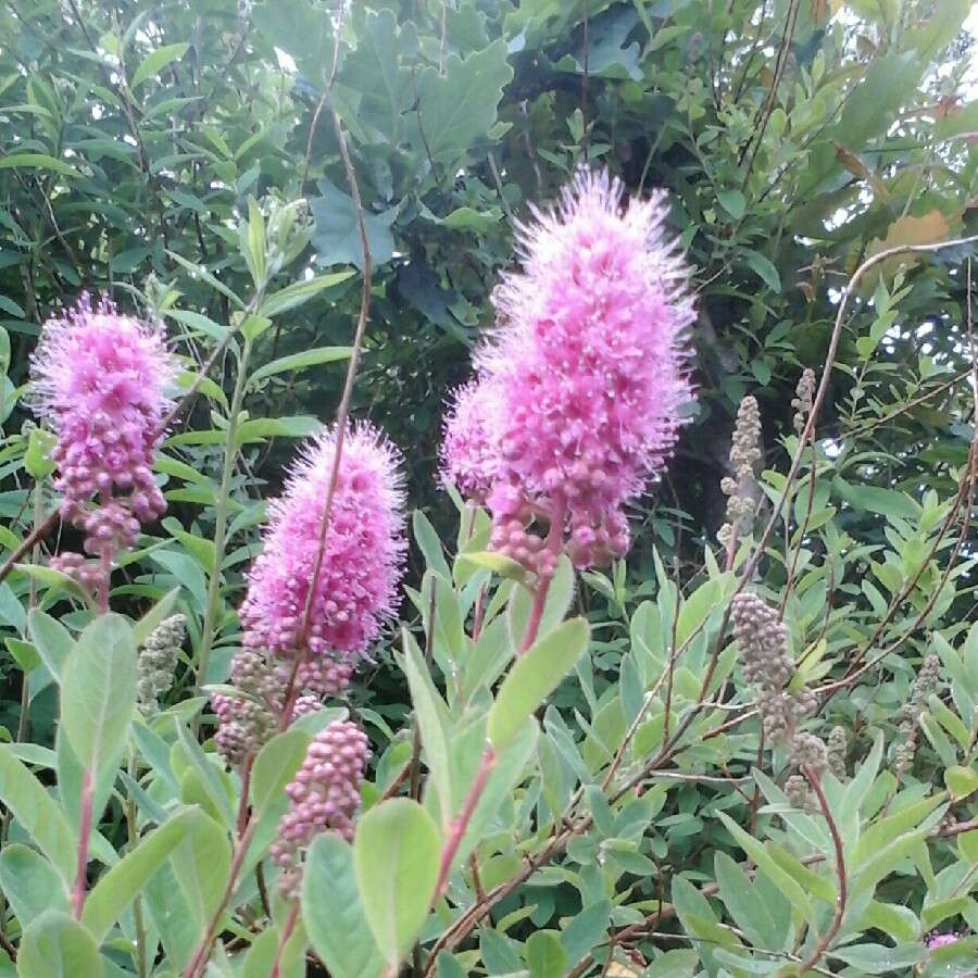 plant image 125780