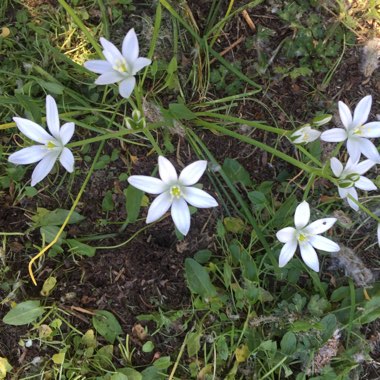 Diane's garden