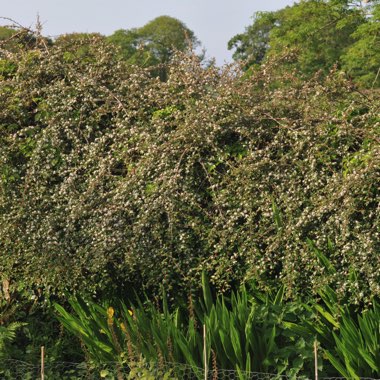 Diane's garden