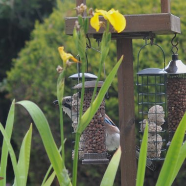 Diane's garden