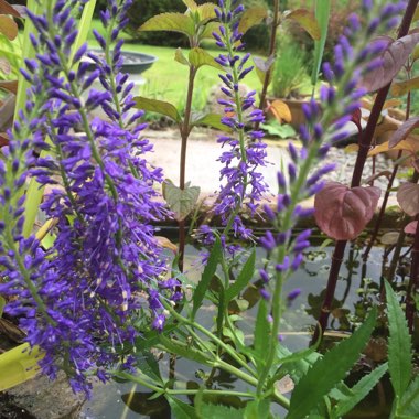 Diane's garden