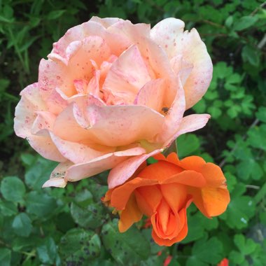 Diane's garden