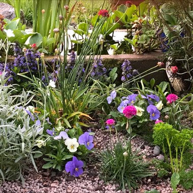 Diane's garden