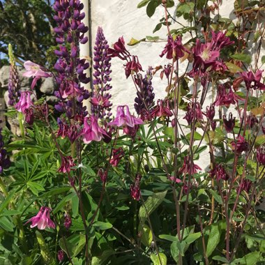 Diane's garden