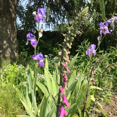 Diane's garden