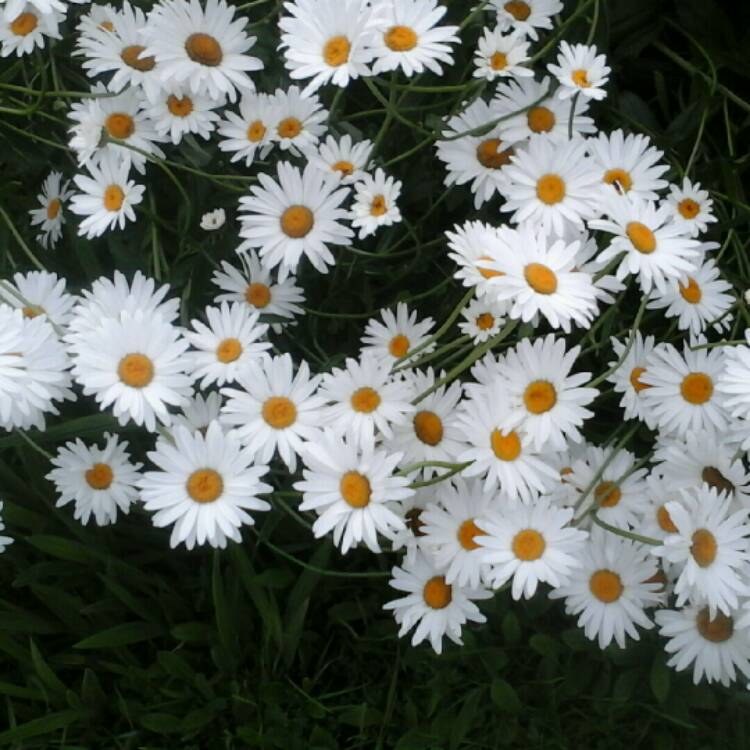 Plant image Leucanthemum x superbum 'Ice Star'