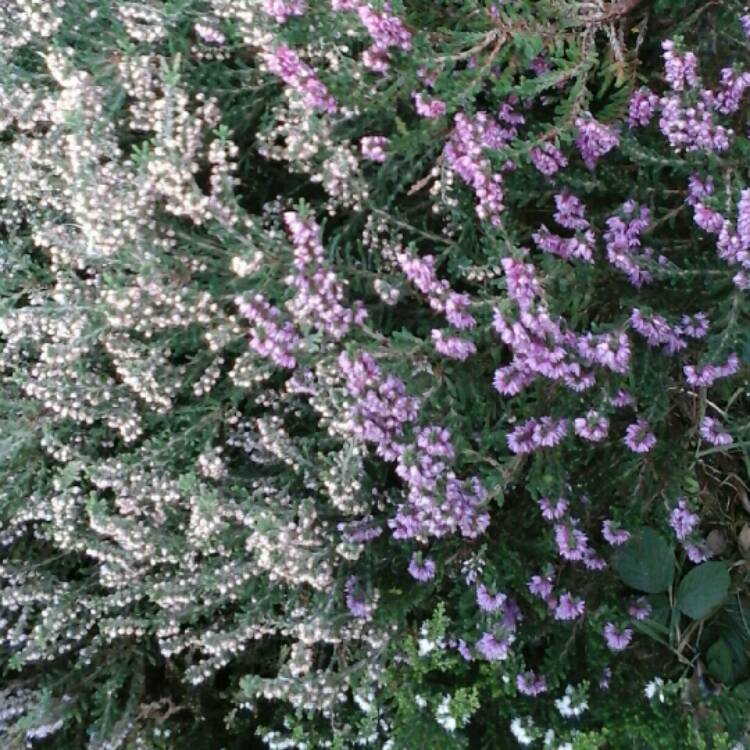 Plant image Erica carnea
