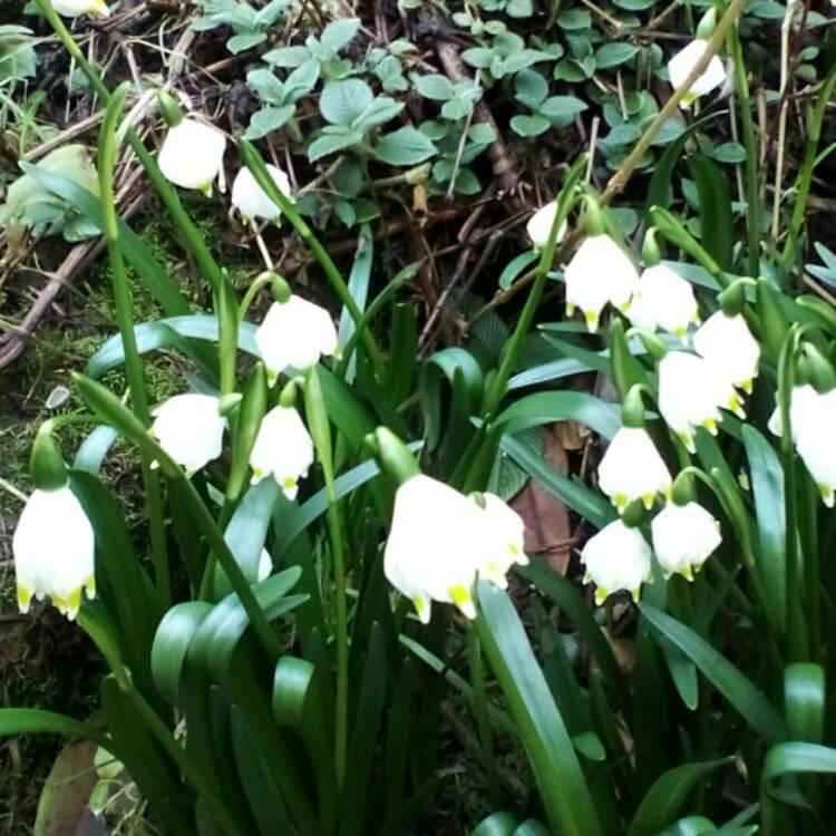 Plant image Leucojum