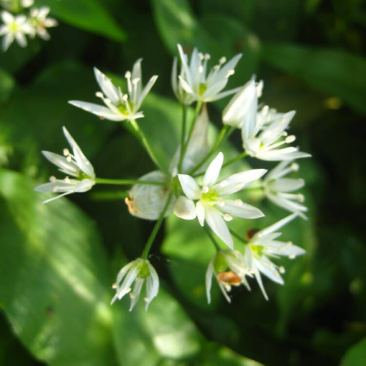 plant image 396289