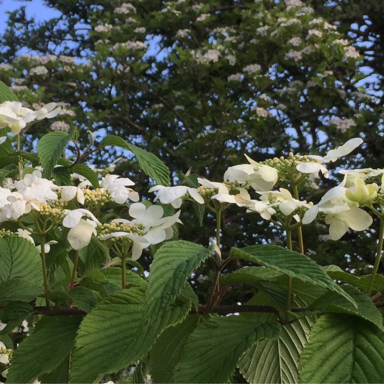 Viburnum plicatum f. tomentosum 'Jww5' syn. Viburnum 'Kilimanjaro ...