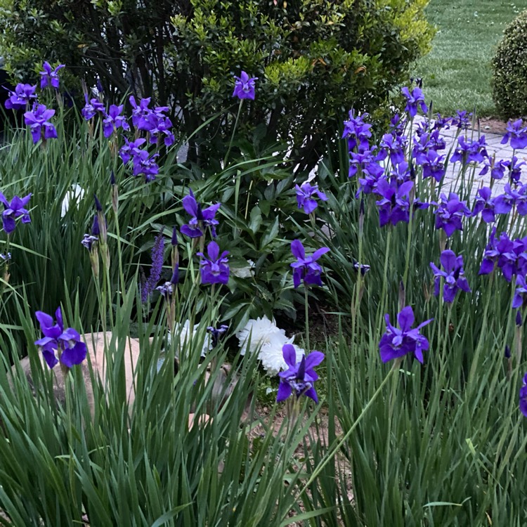 Plant image Iris sibirica 'Blue King'