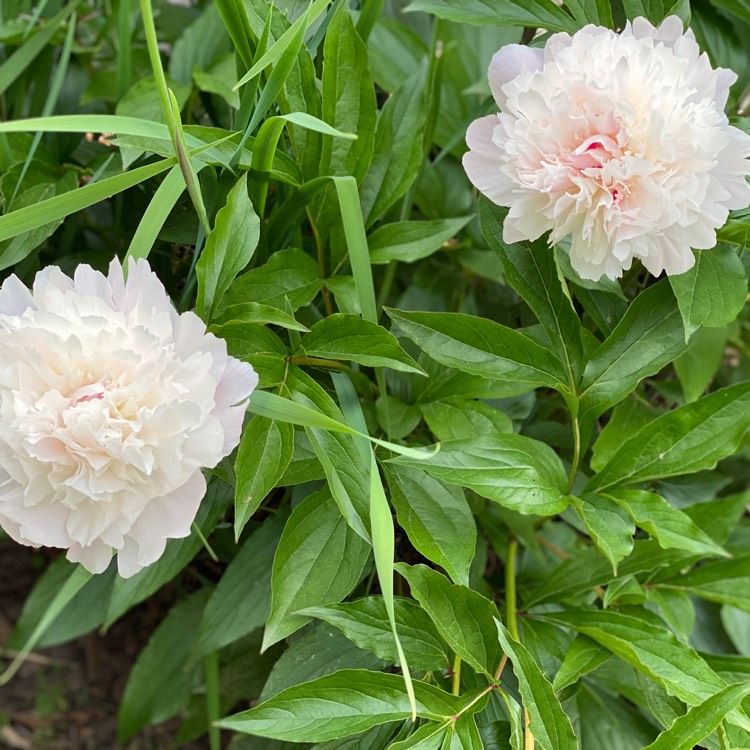 Plant image Paeonia lactiflora 'Alertie'