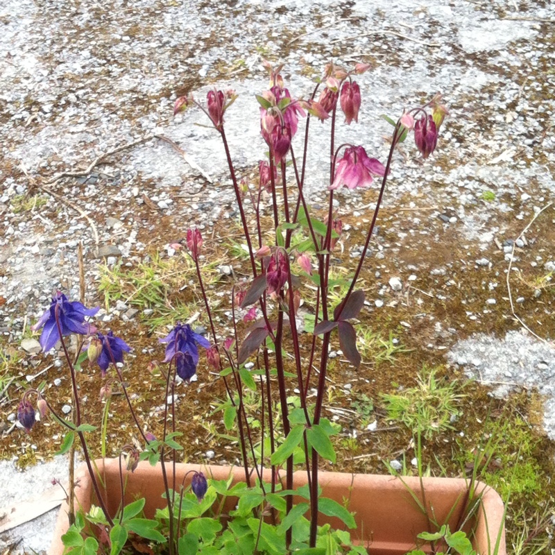 Columbine