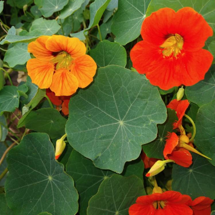 Plant image Tropaeolum majus 'Gleam Hybrids'