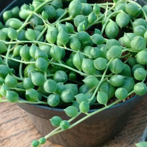 plant image 278247