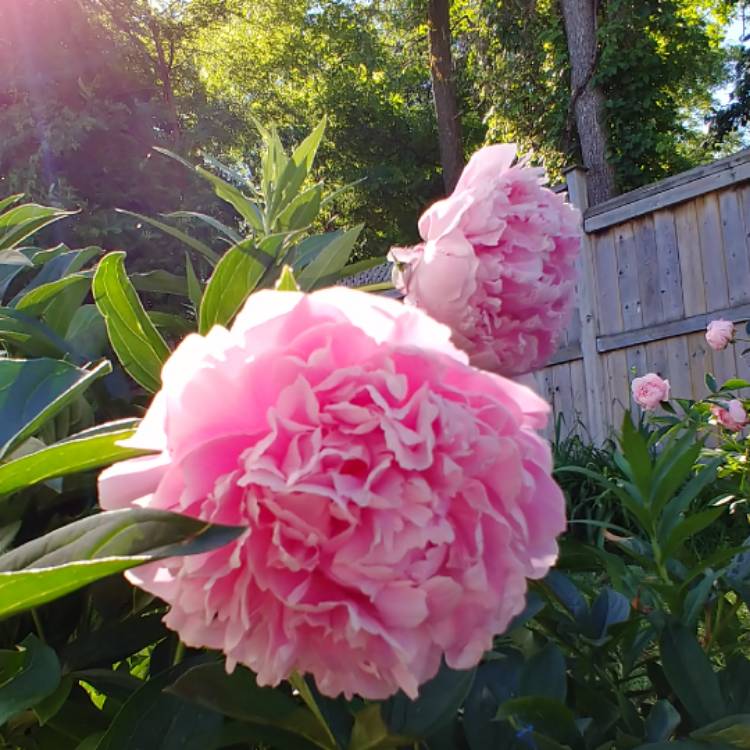 Plant image Paeonia lactiflora 'Hermione'