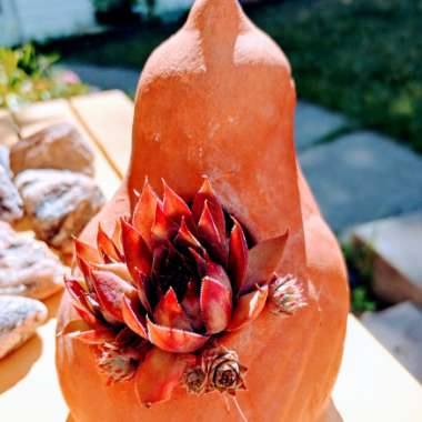 Hen and Chicks