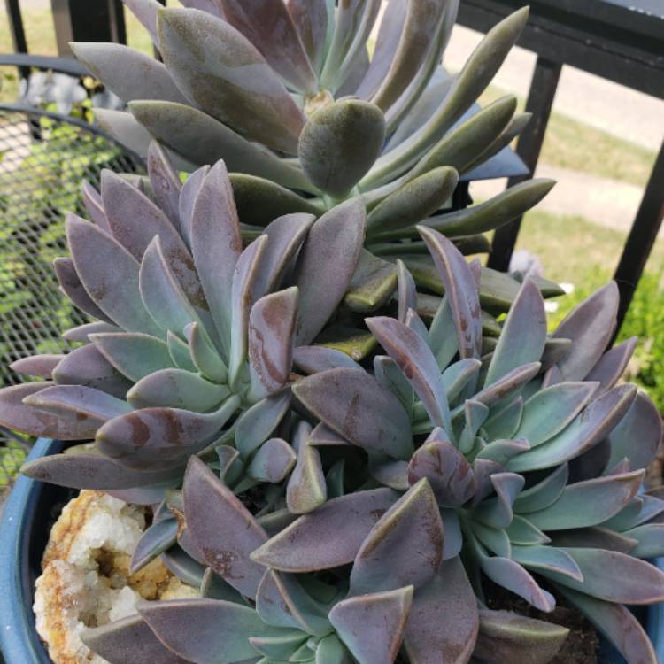 Plant image Graptopetalum Rose Queen