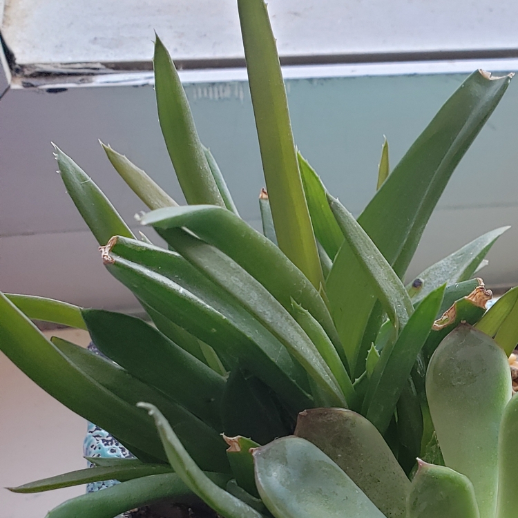 Plant image Aloe Gracilis