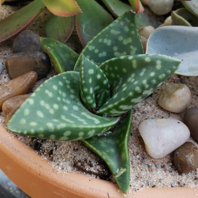 plant image 1175113