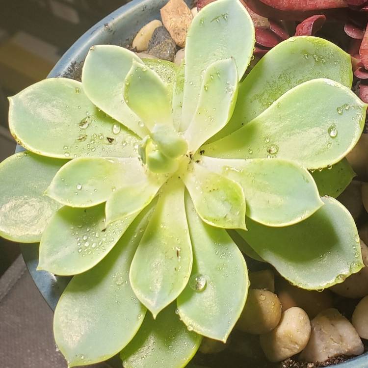 plant image 1182489