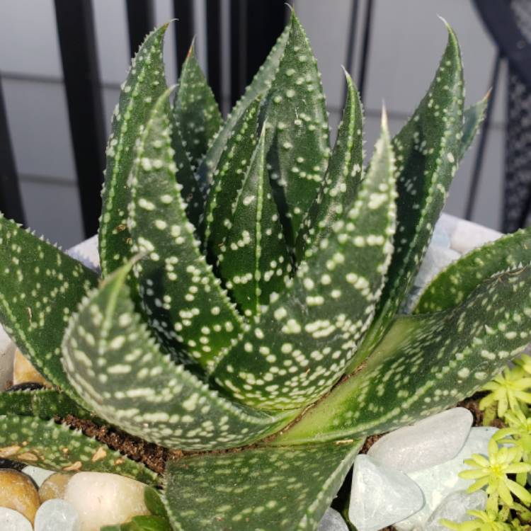 plant image 1187286