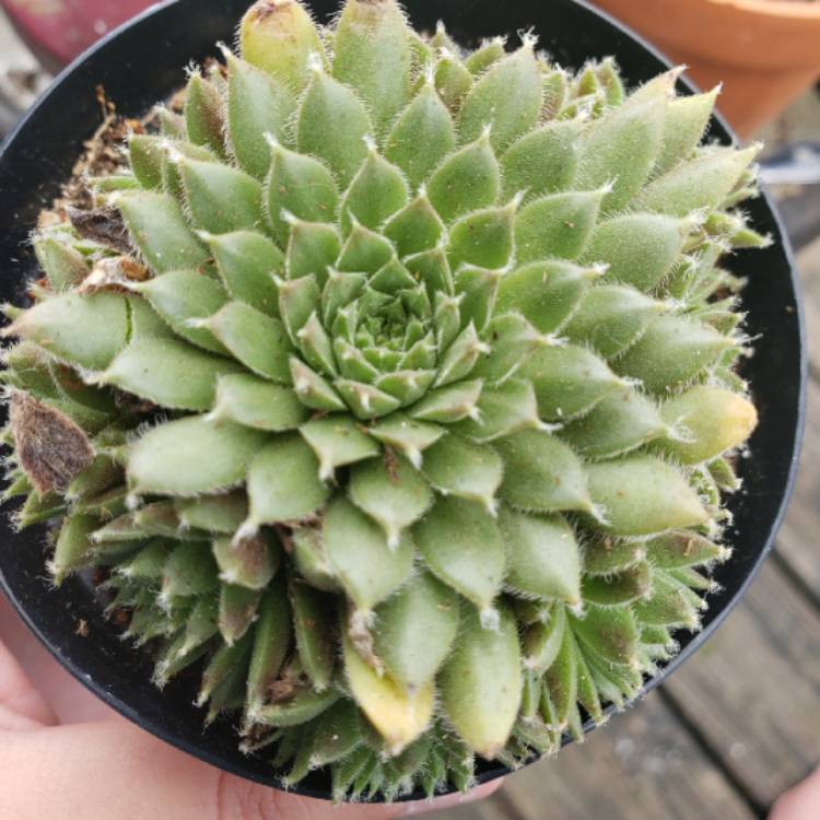 plant image 1190599