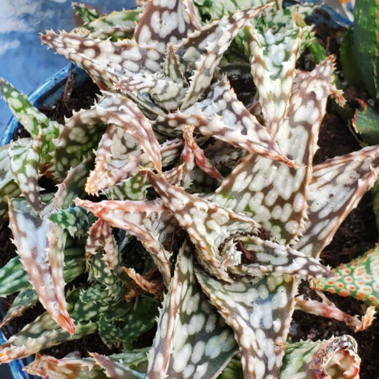Plant image Aloe 'Snowstorm'
