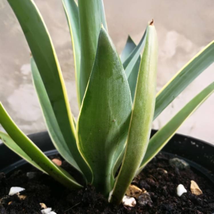 Plant image Agave desmettiana 'Golden Moments'