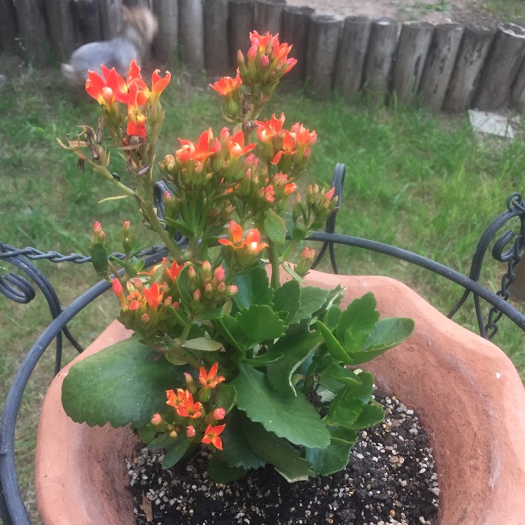 Plant image Kalanchoe blossfeldiana 'orange'