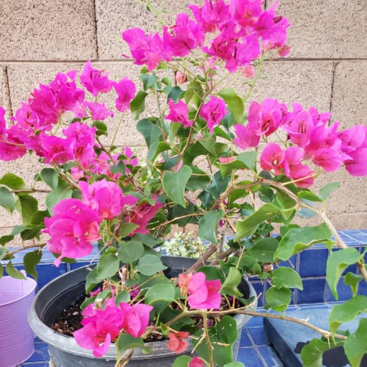 Plant image Bougainvillea x buttiana 'Barbara Karst'