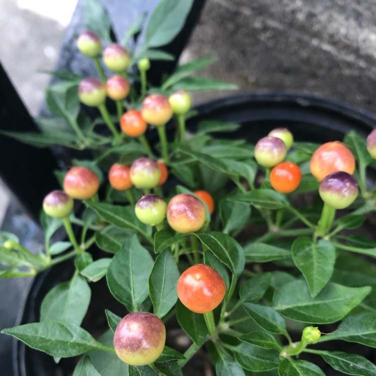 plant image 1184252