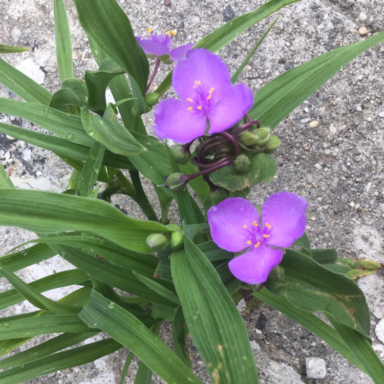 plant image 450681