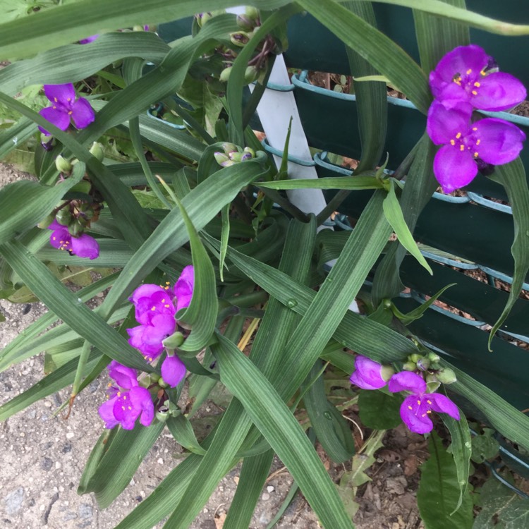 Plant image Tradescantia (Andersoniana Group) 'Sweet Kate'