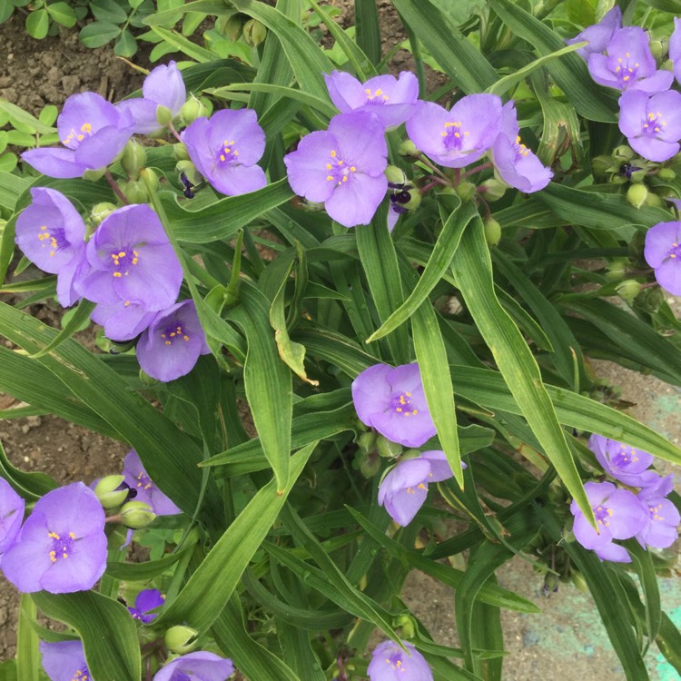 Plant image Tradescantia (Andersoniana Group) 'Sweet Kate'