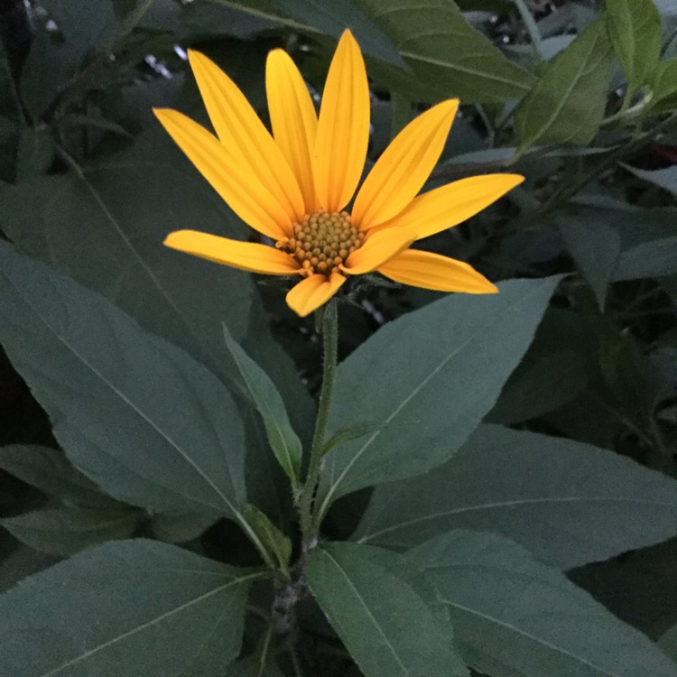 plant image 551168