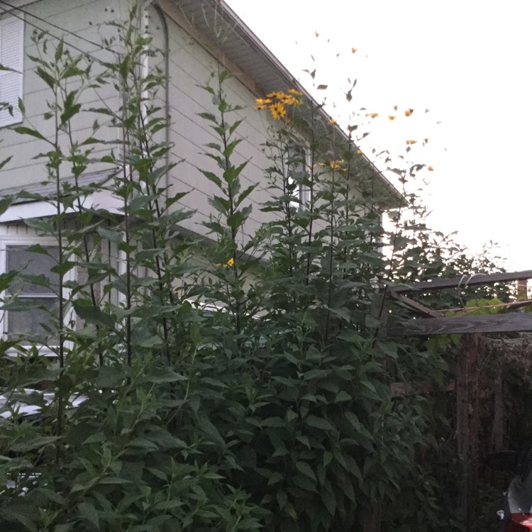 plant image 551170