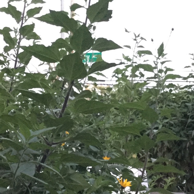 plant image 551173