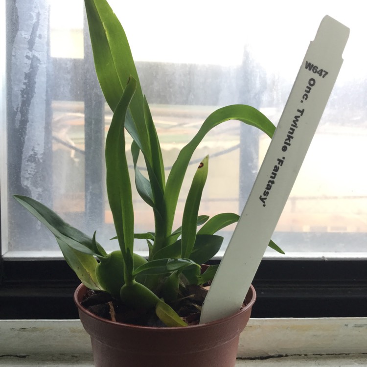 plant image 645359