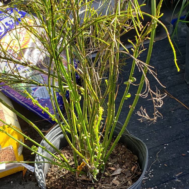 plant image 1418092