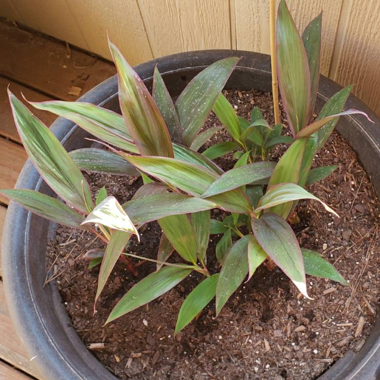 Plant image Cordyline Fruticosa 'Red Sister'