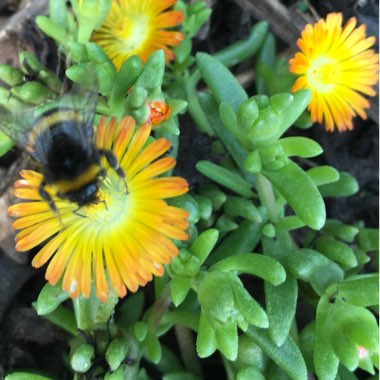 Ice plant 'Congestum'