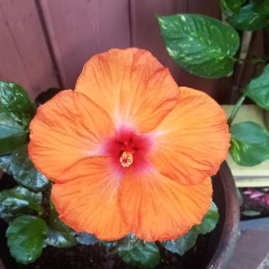 Tropical Hibiscus